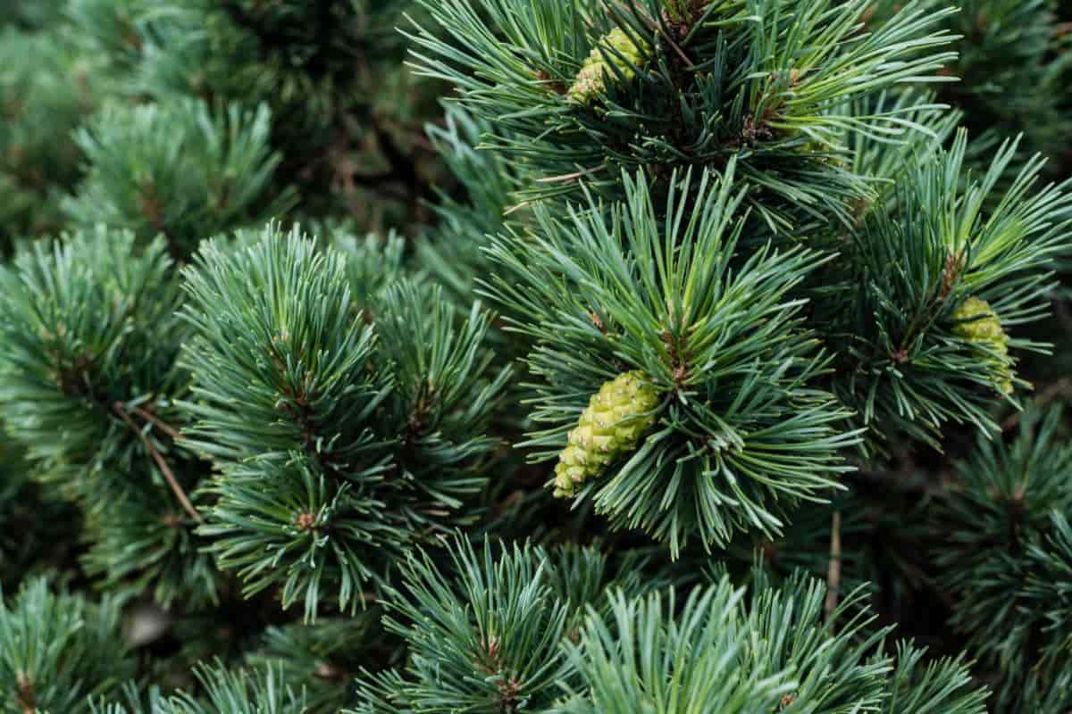 The Hemlocks