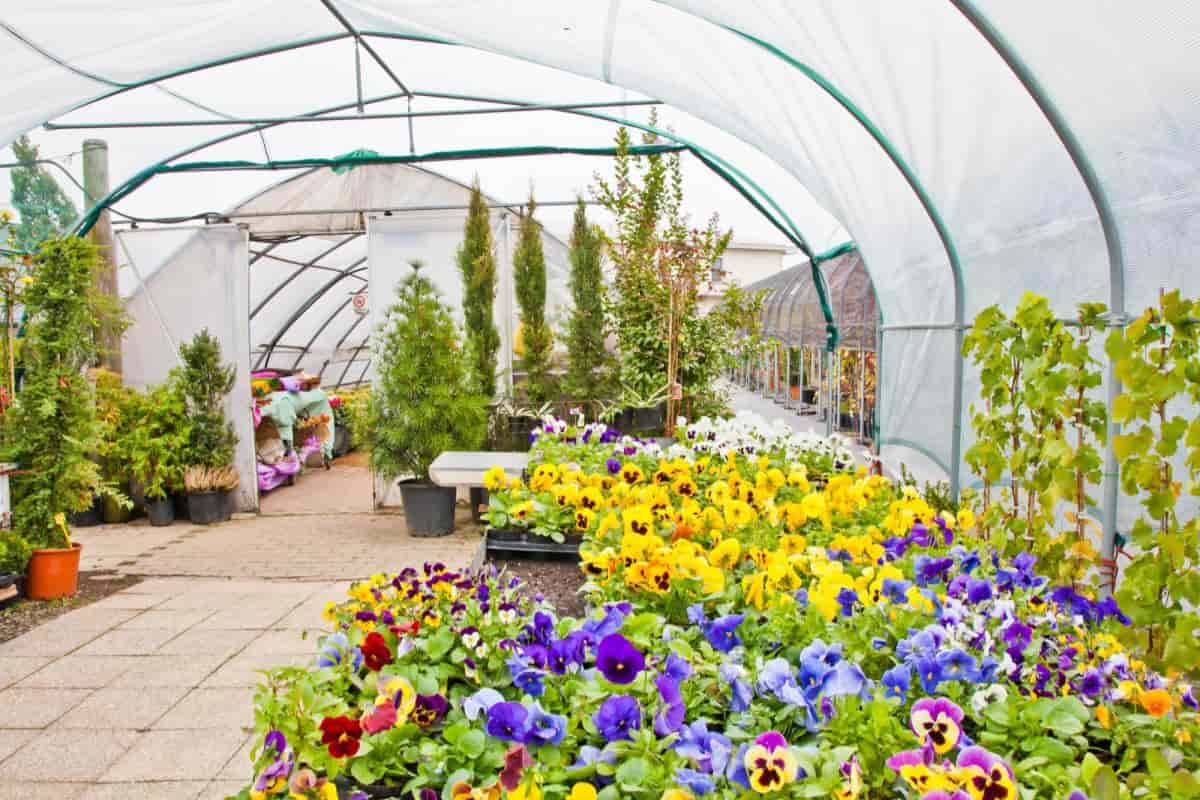 greenhouse plants beginners