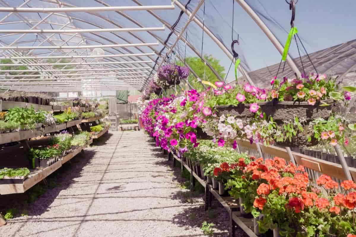 greenhouse plants collectors