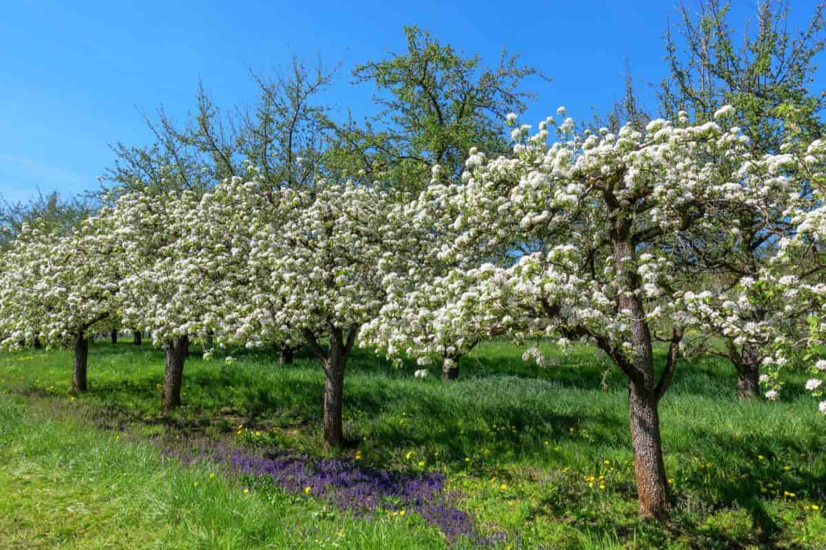 space small flowering trees