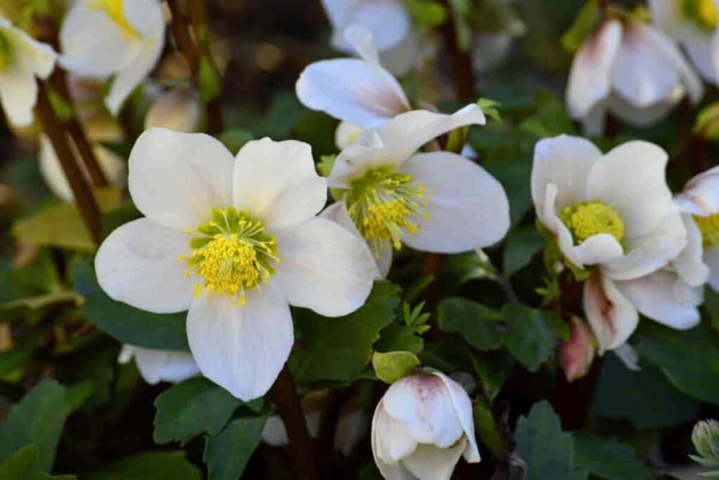 Christmas Roses