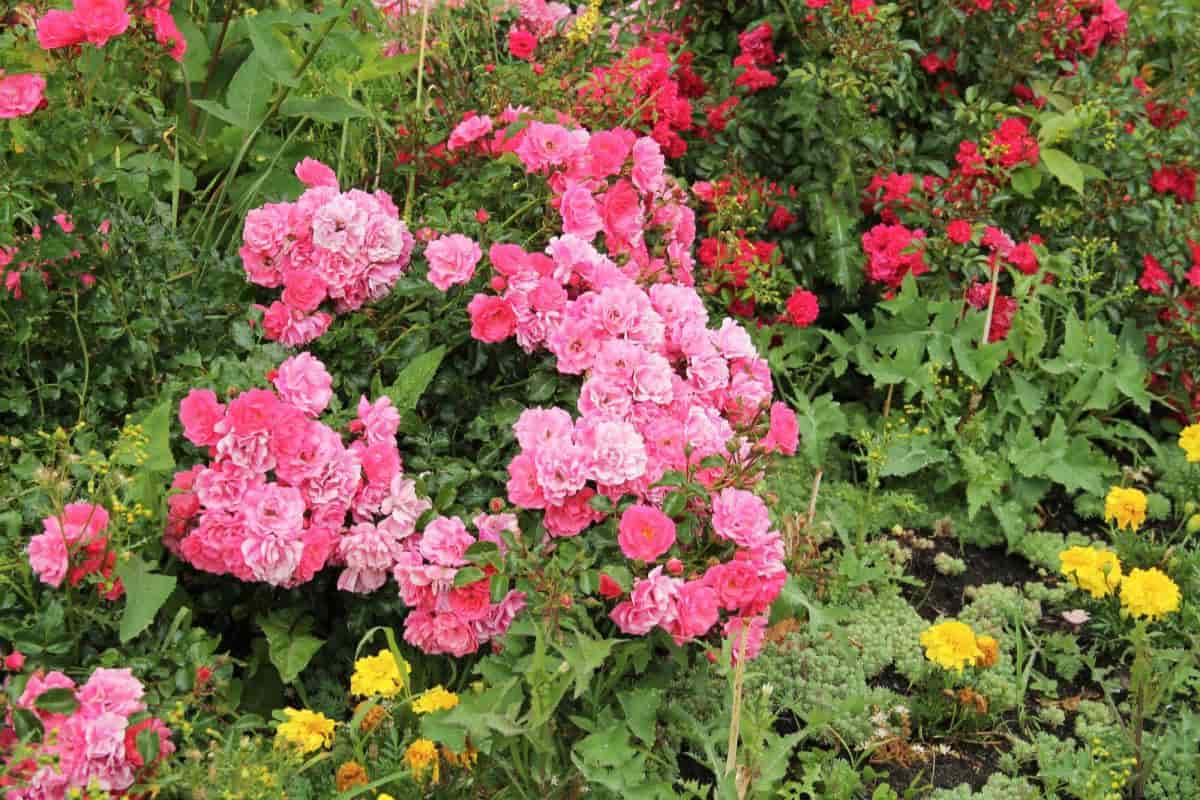 gardening with shrub roses