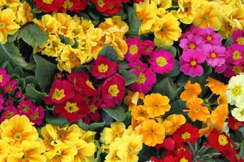 Award-Winning Primroses