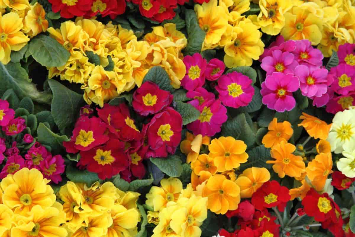Award-Winning Primroses