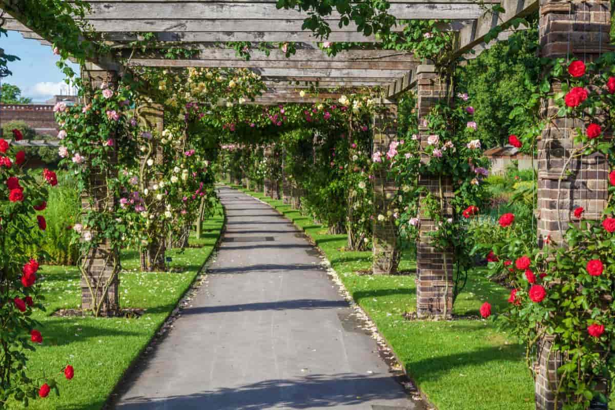 consider climbing roses