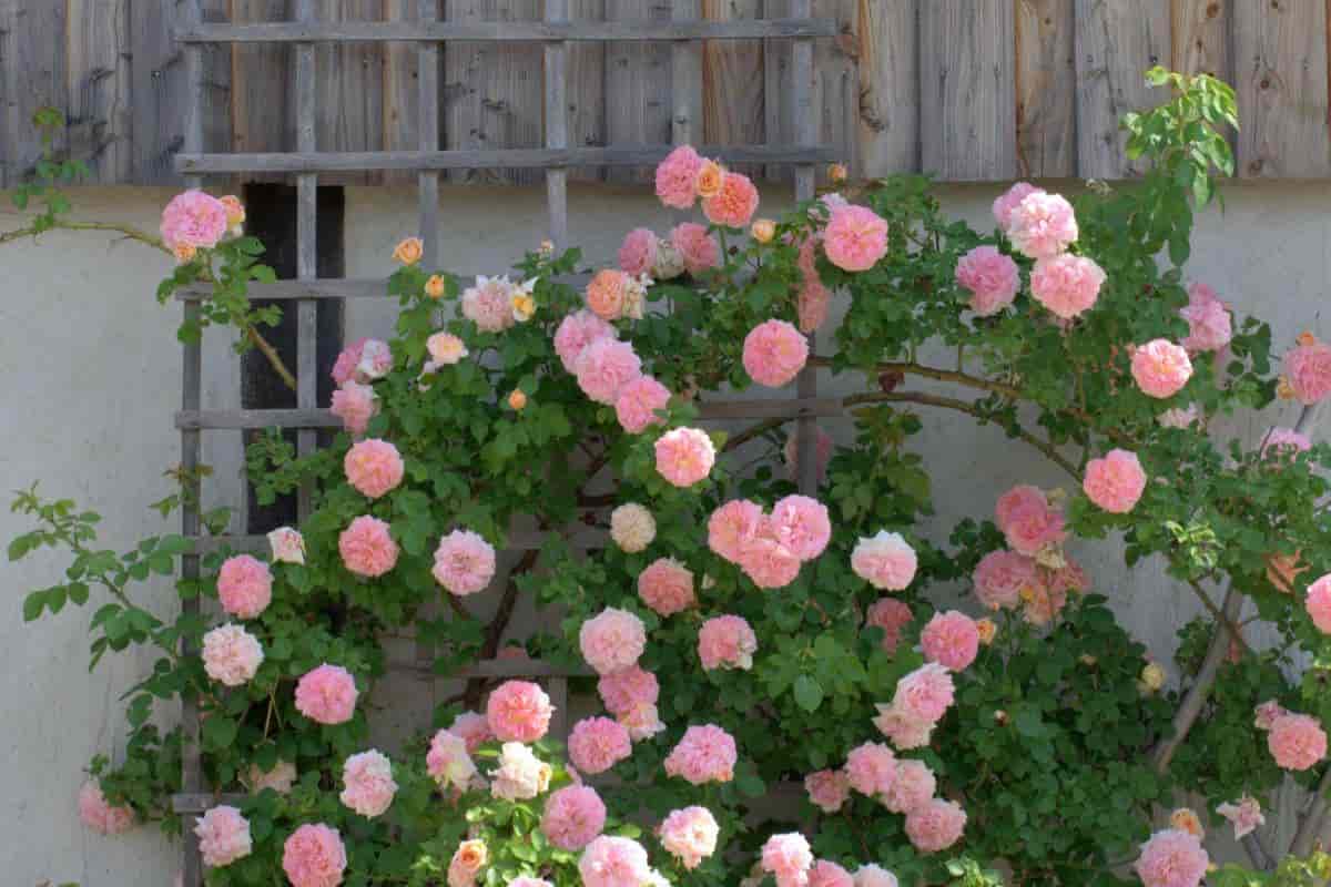 Climbing Roses