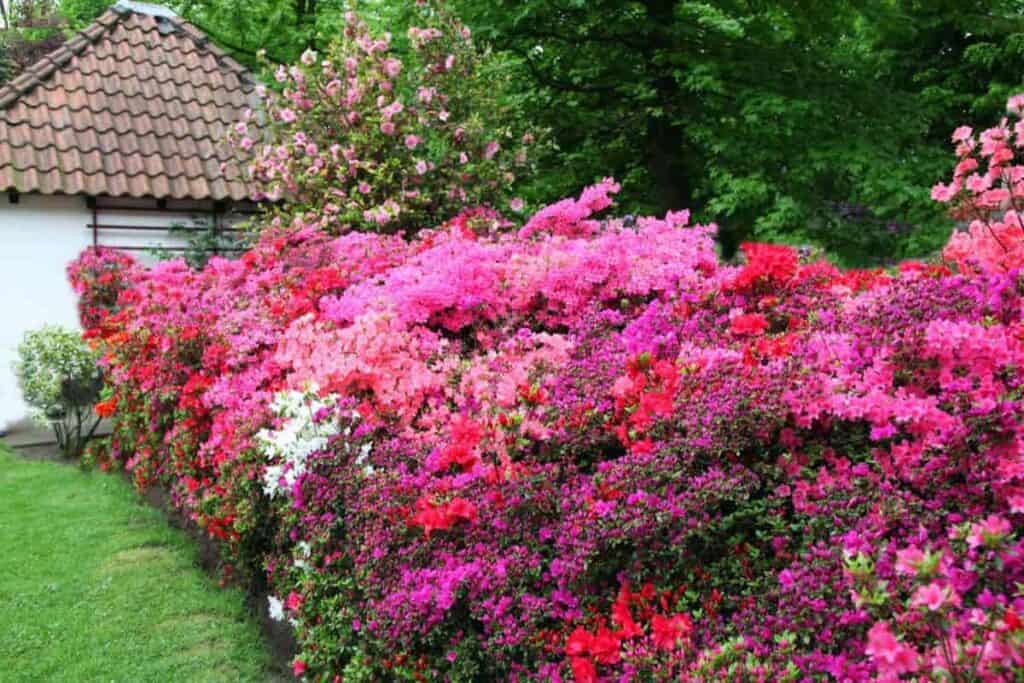 Hillside Azaleas