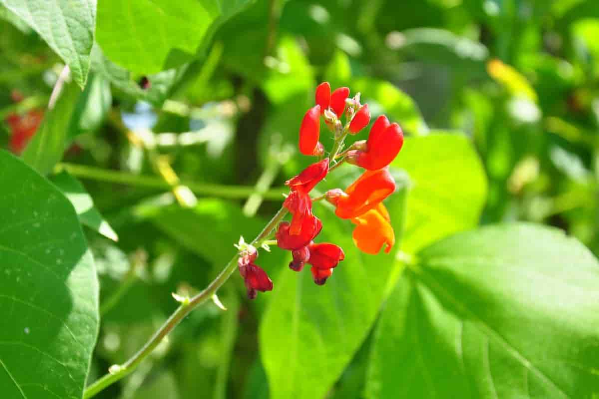 Summer Greenhouse