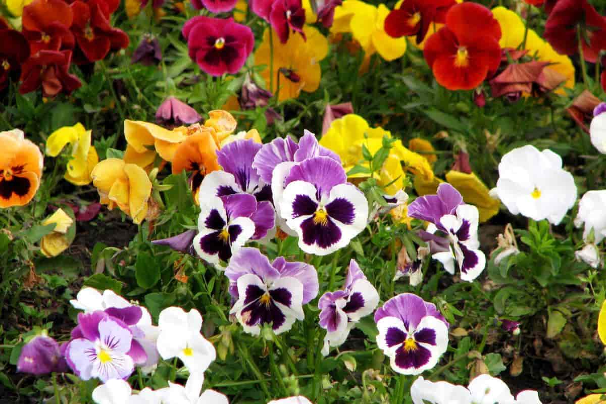 bring garden to life after winter