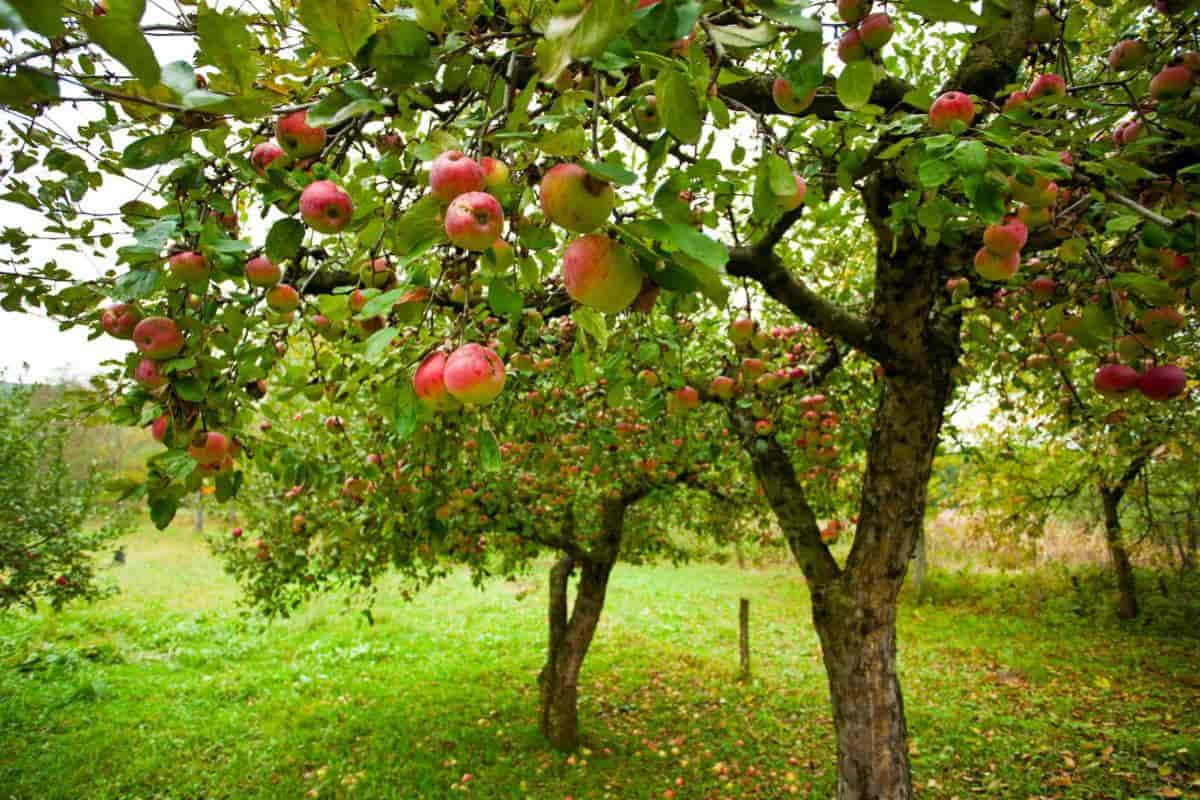 Fruit Garden
