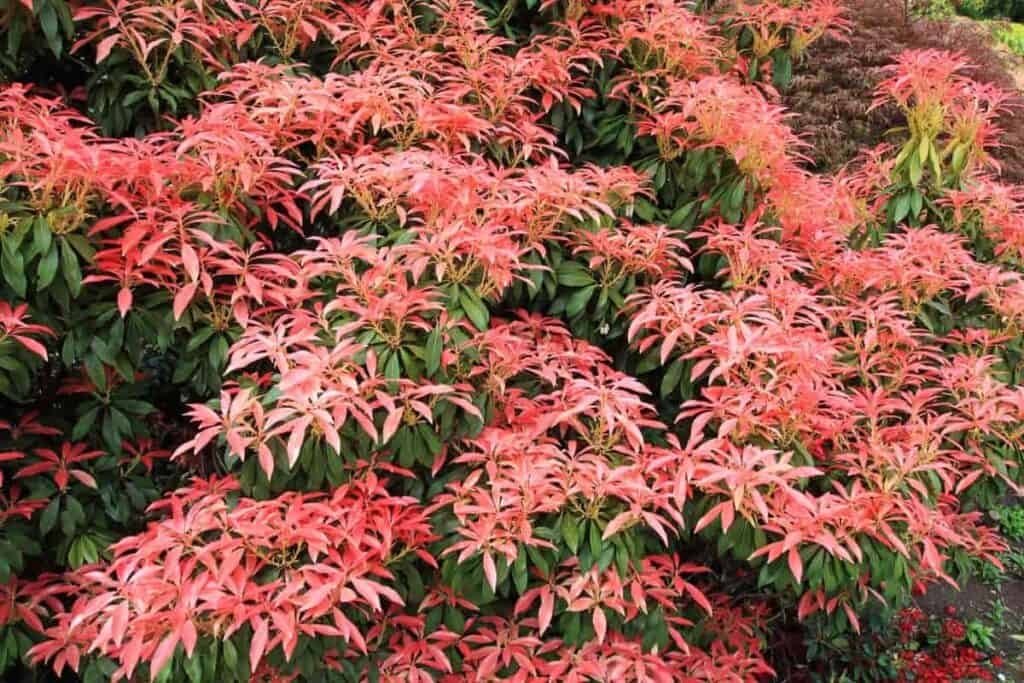 texture color broad leaved evergreens