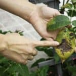 Pinterest Hidden Image