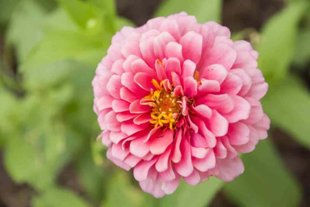 Annuals Garden
