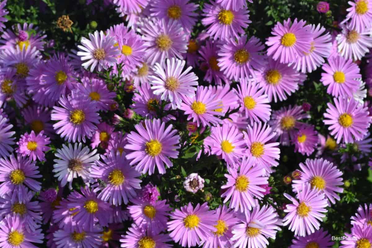 hardy asters flower