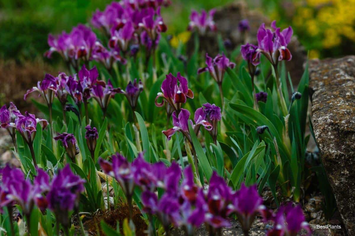 Iris Flower