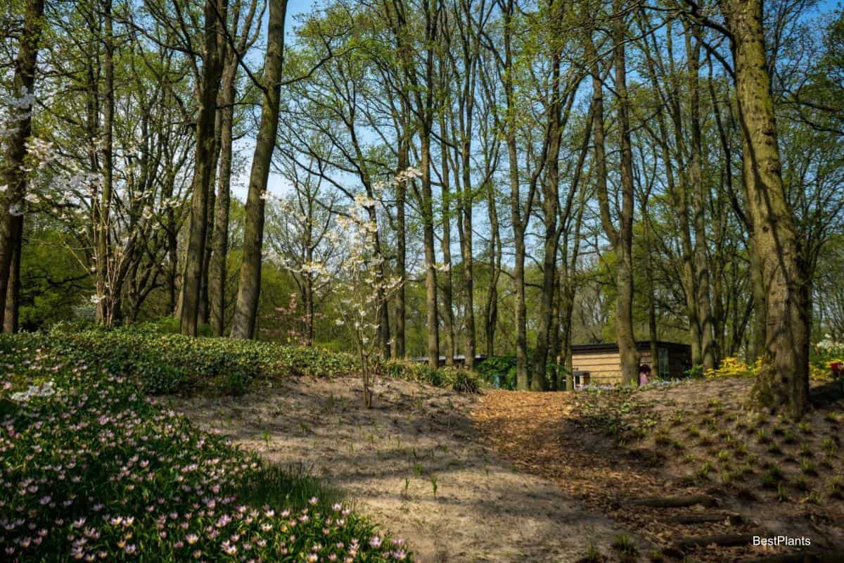 naturalistic garden