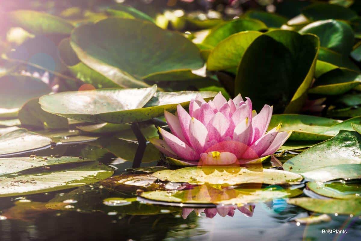 water garden flowers