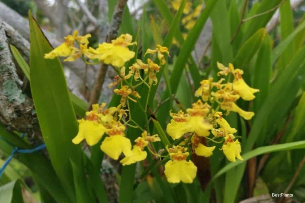 orchid collector
