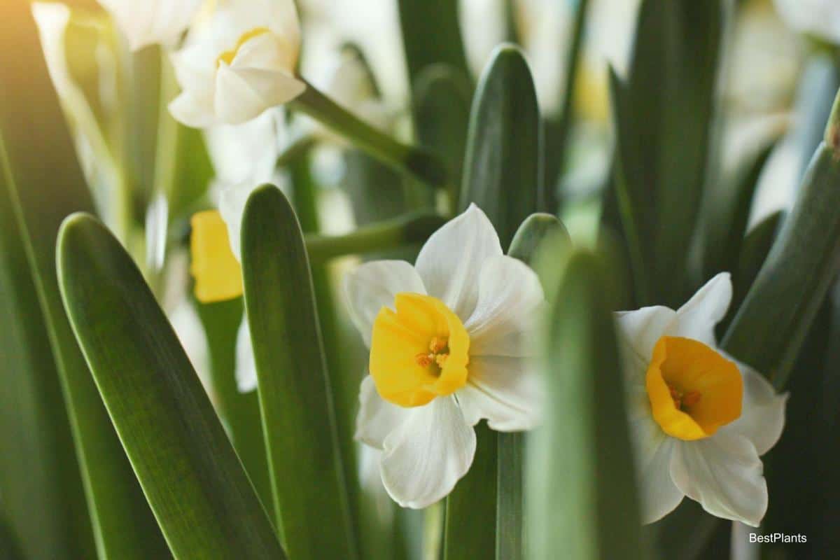 Blooming Flowers in May
