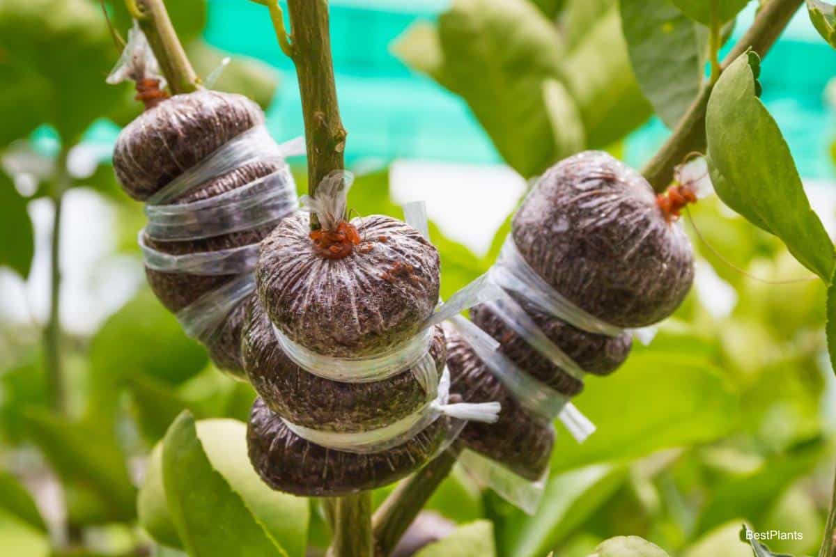 propagating home gardens plant