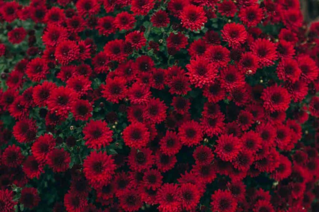 Chrysanthemums