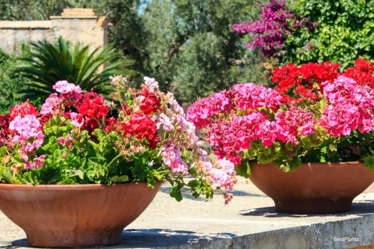 bright geraniums garden