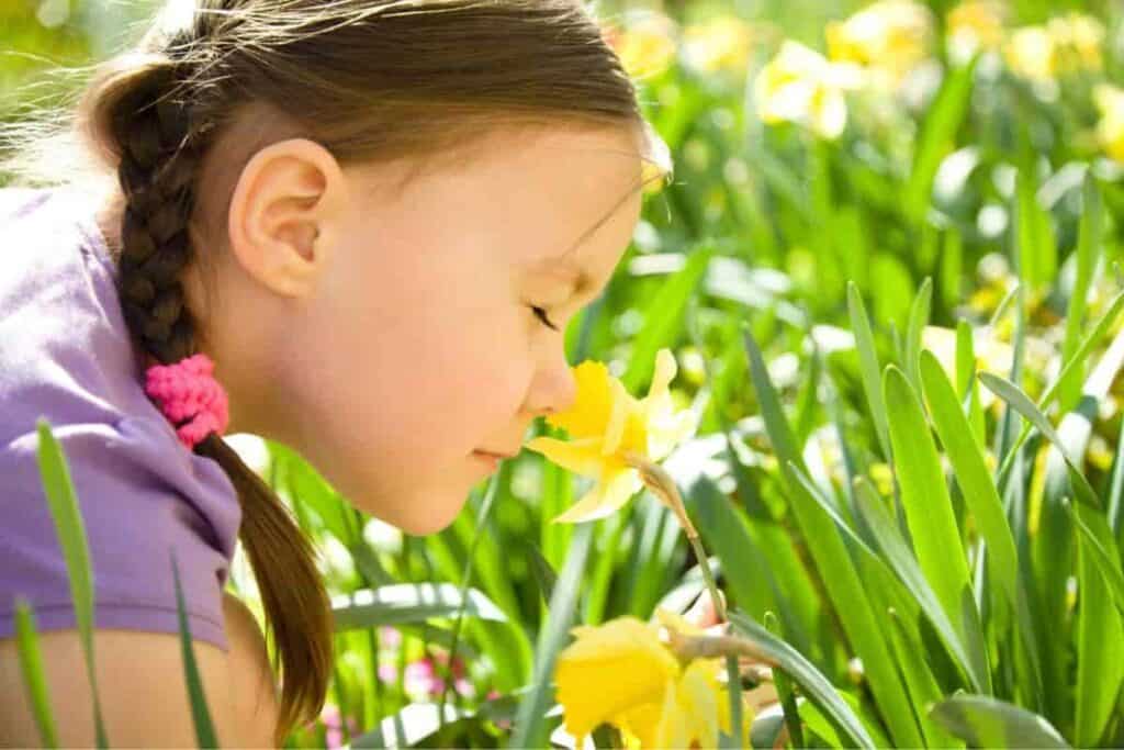 fragrance garden for the blind