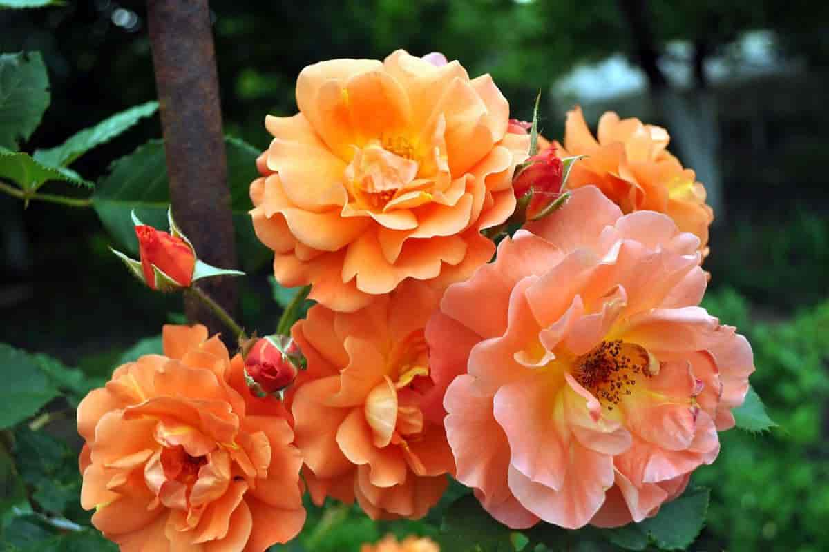 keep your roses blooming