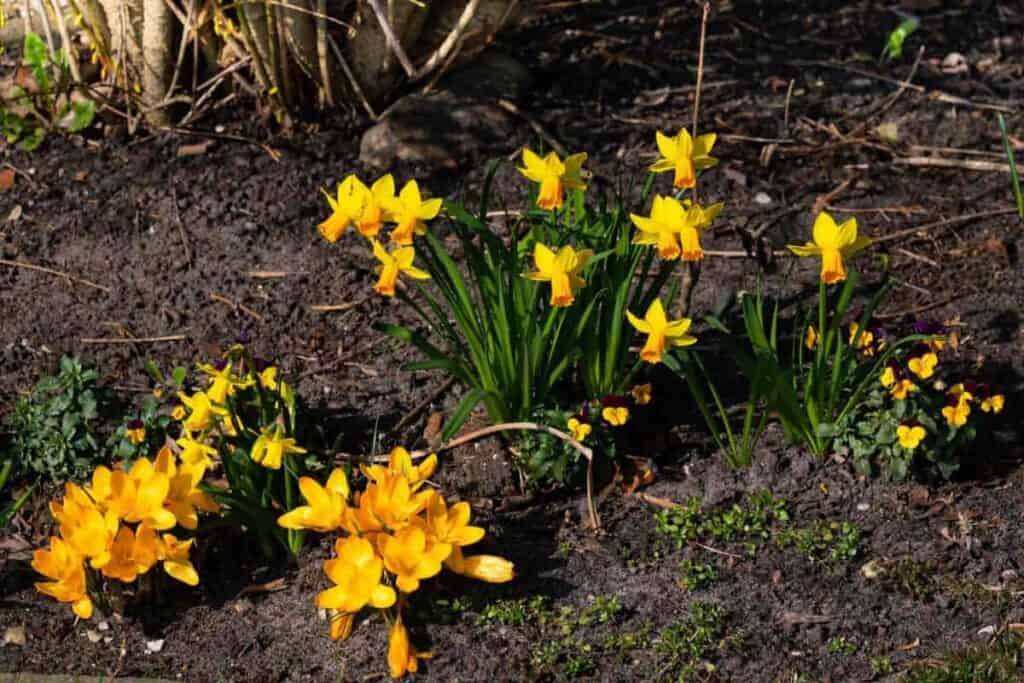 Best Daffodils