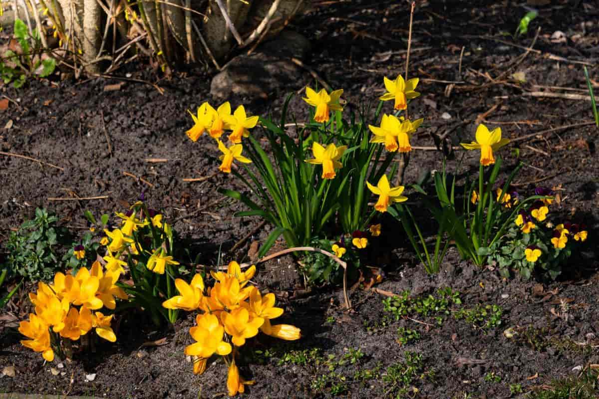 Best Daffodils