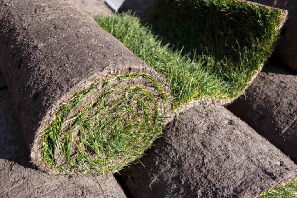Starting New Lawn