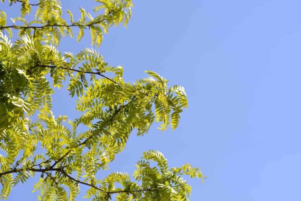 Moraine Locust