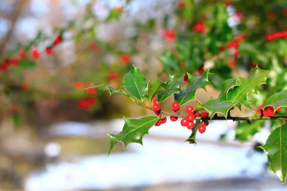New Holly