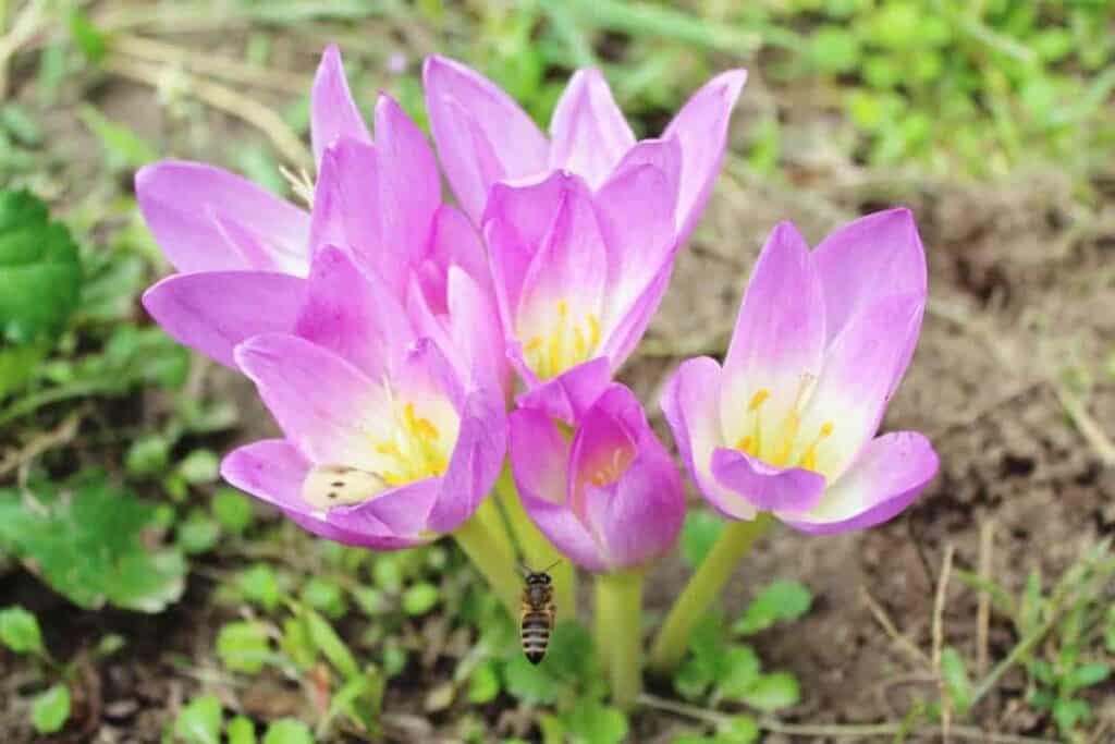Colchicums in Spring