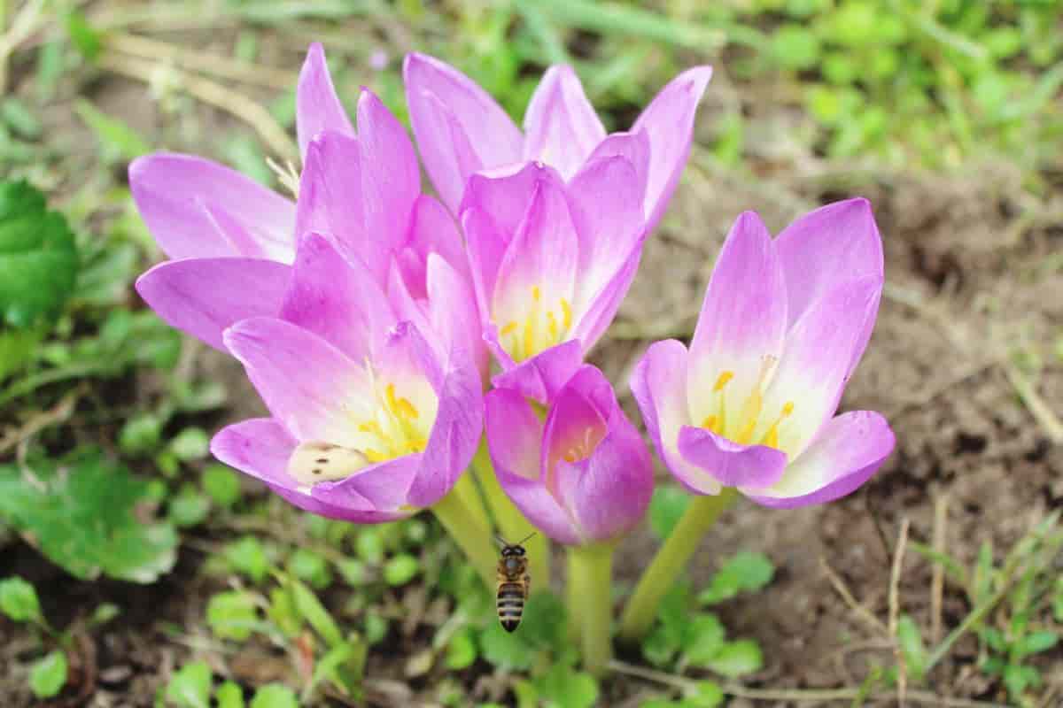 Colchicums in Spring