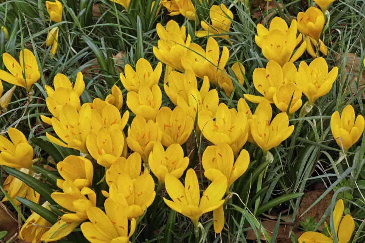 Flower History