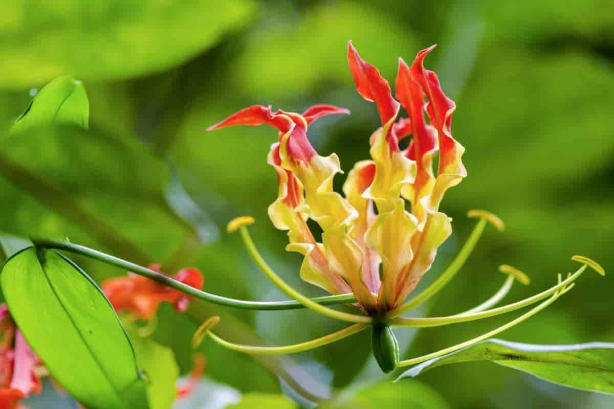 Glory Lily