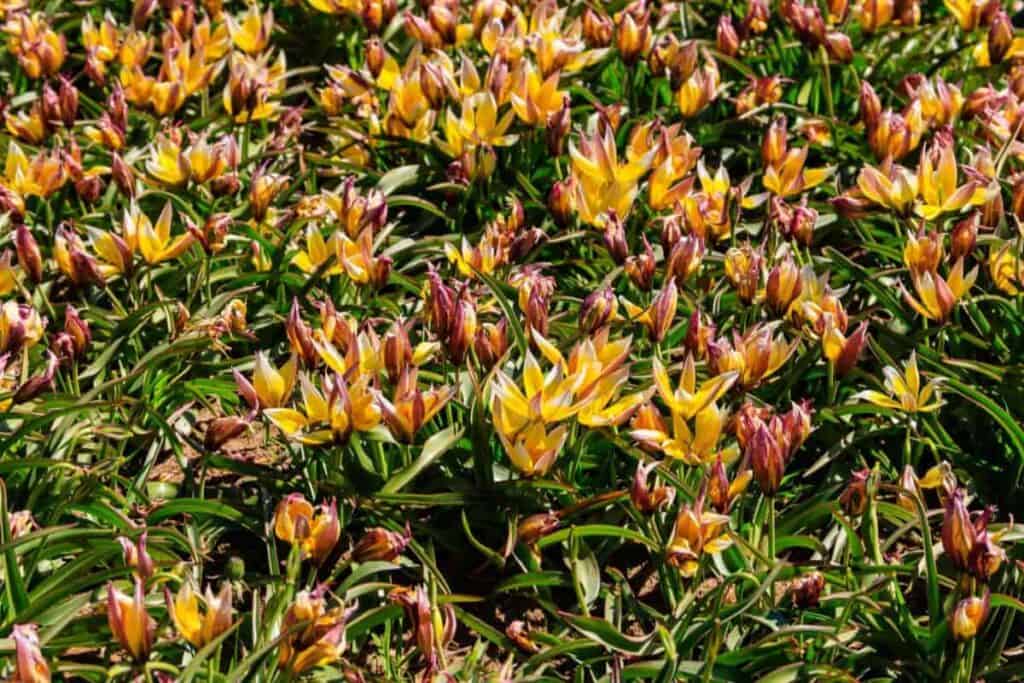 Tulip Species