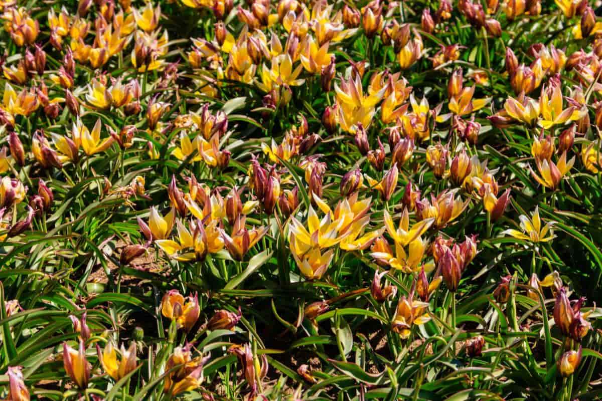 Tulip Species