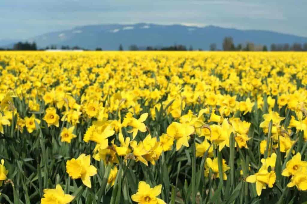 New Daffodils