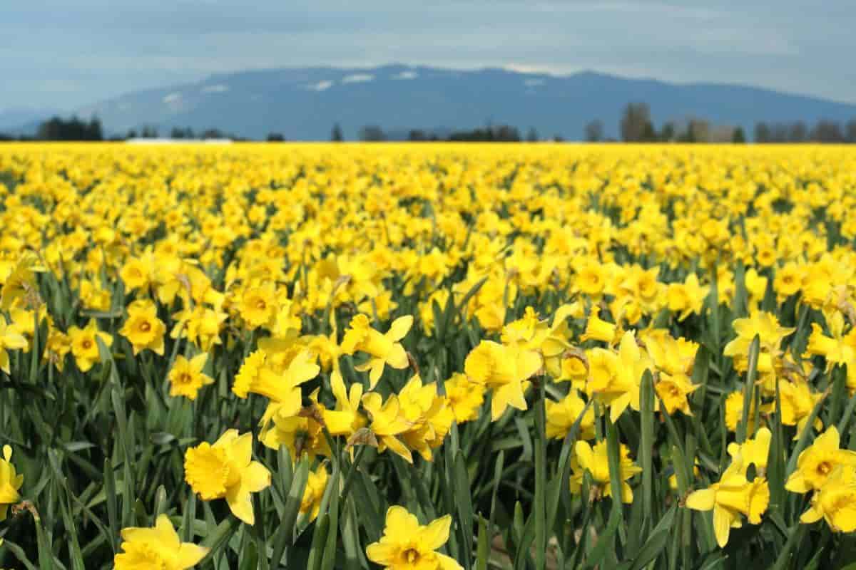New Daffodils