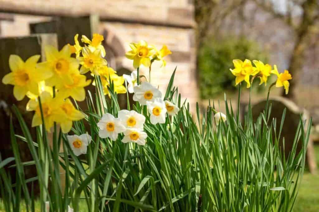 Popular in Daffodils