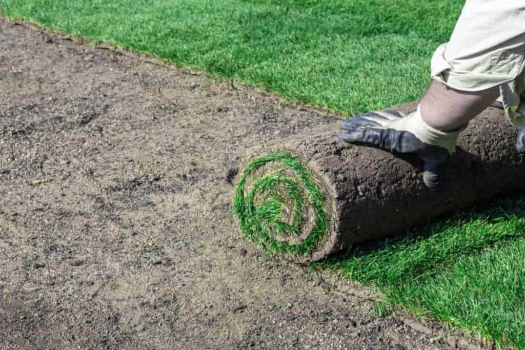 Starting New Lawn