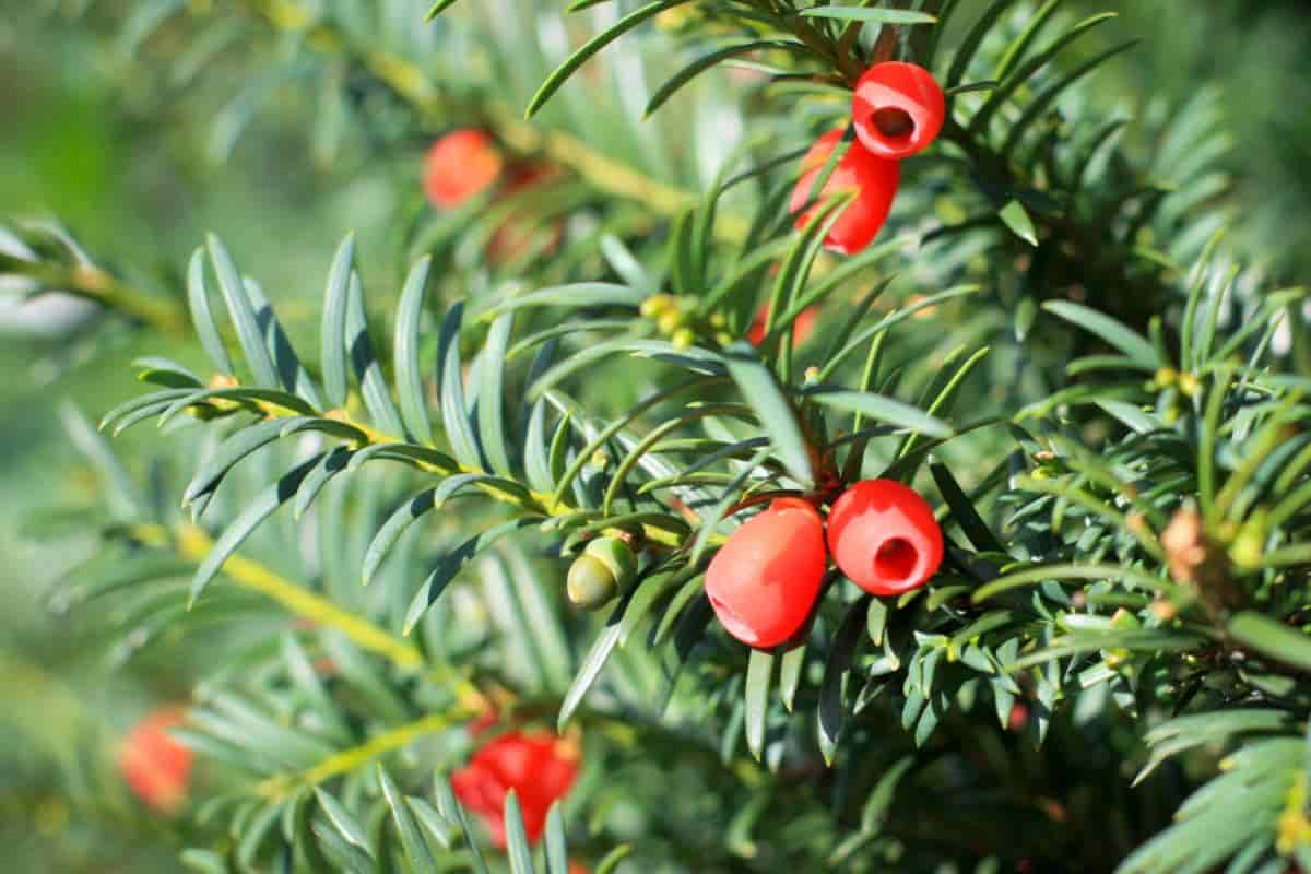 Versatile Evergreen