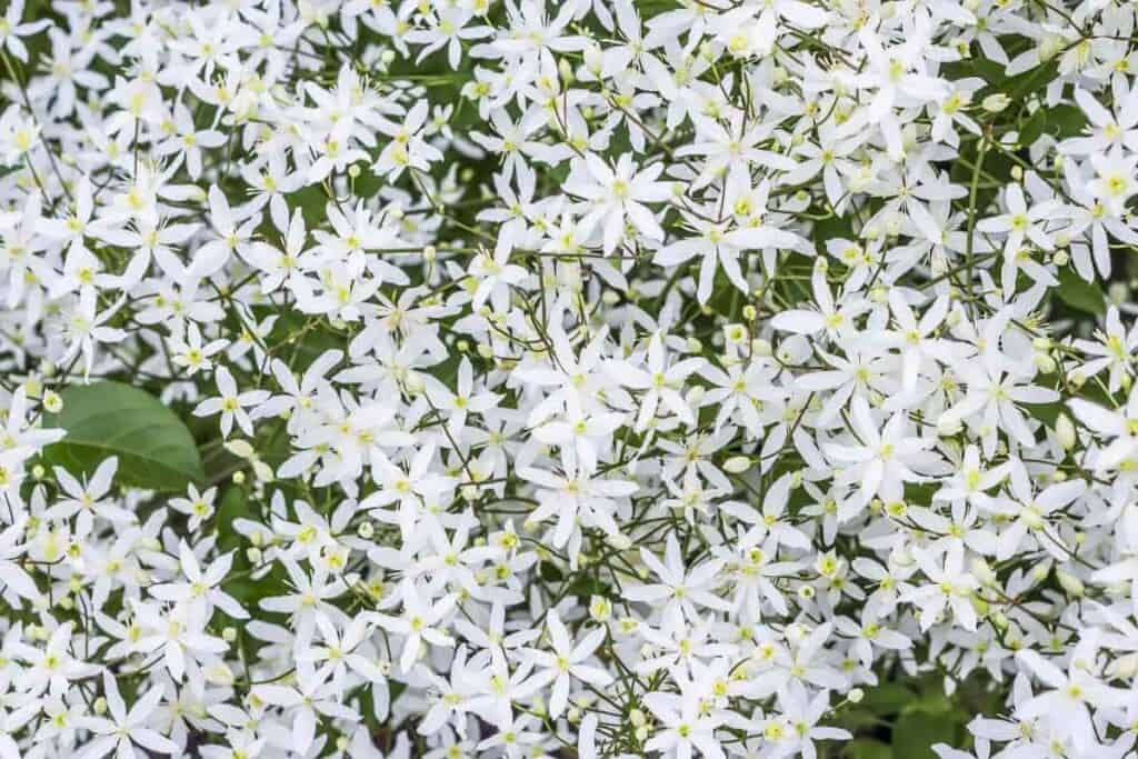 Planting Ideas