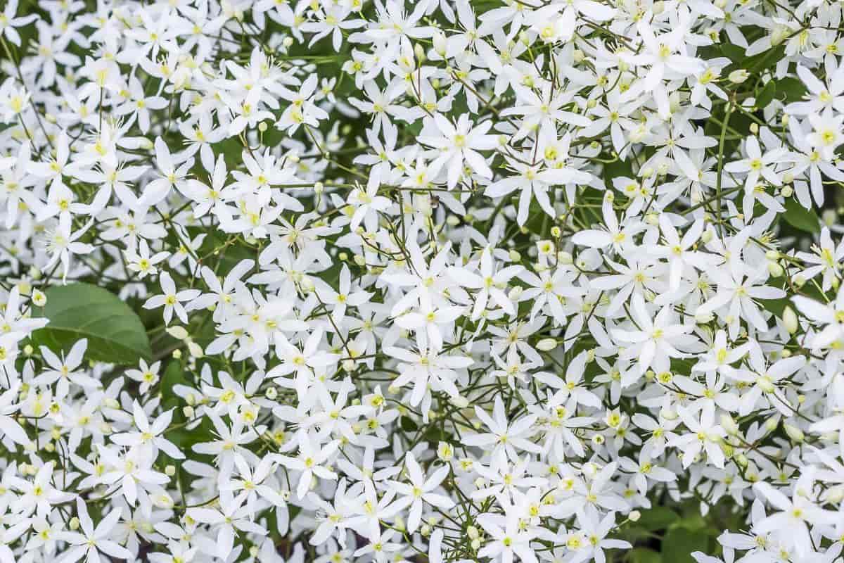 Planting Ideas