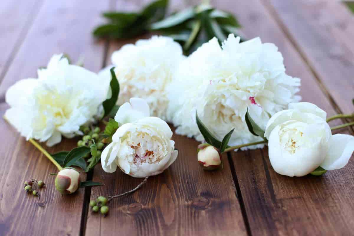 Planting Perennials