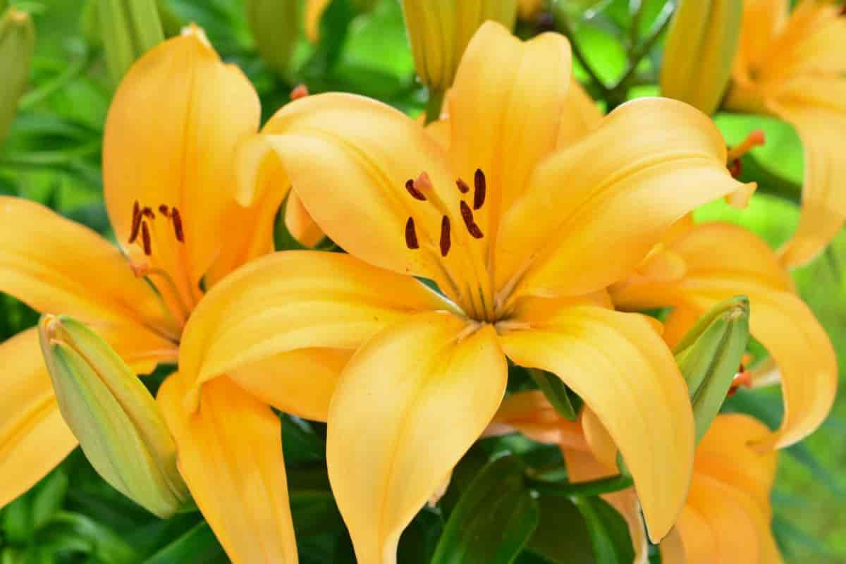 Lily Blooms in Months