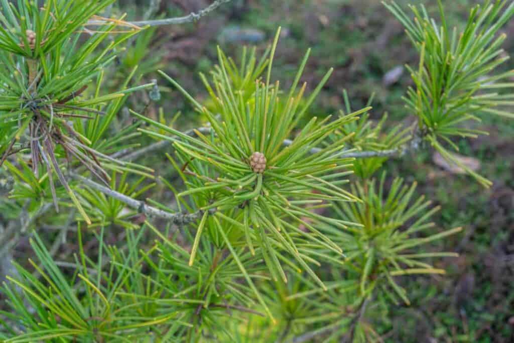 Trees and Shrubs