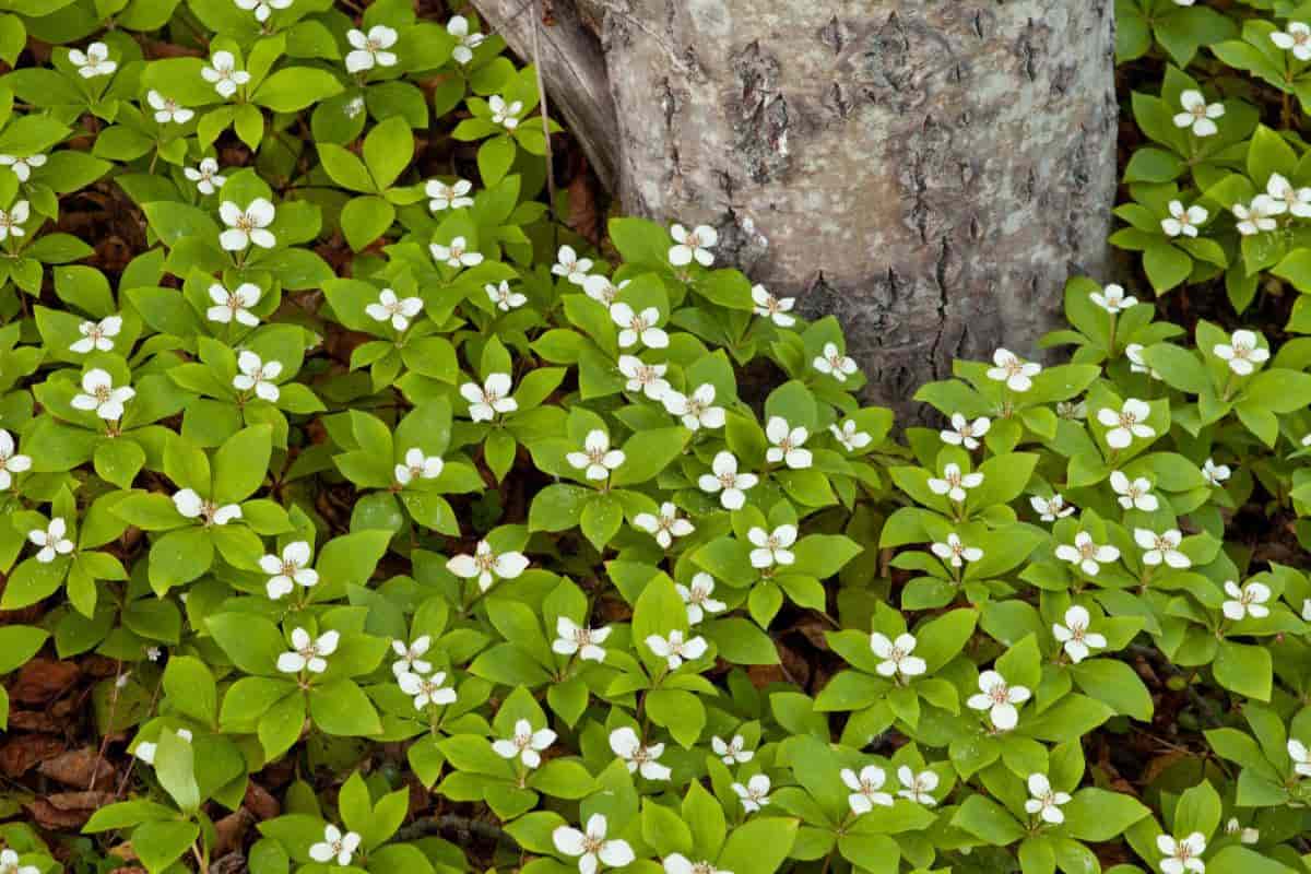 Wild Gardening
